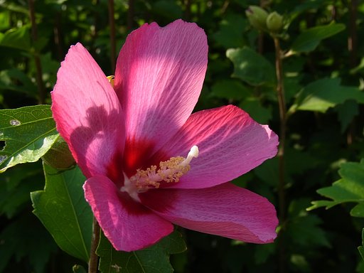 夏の花②