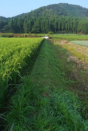 畦草刈とコシヒカリの生育状況