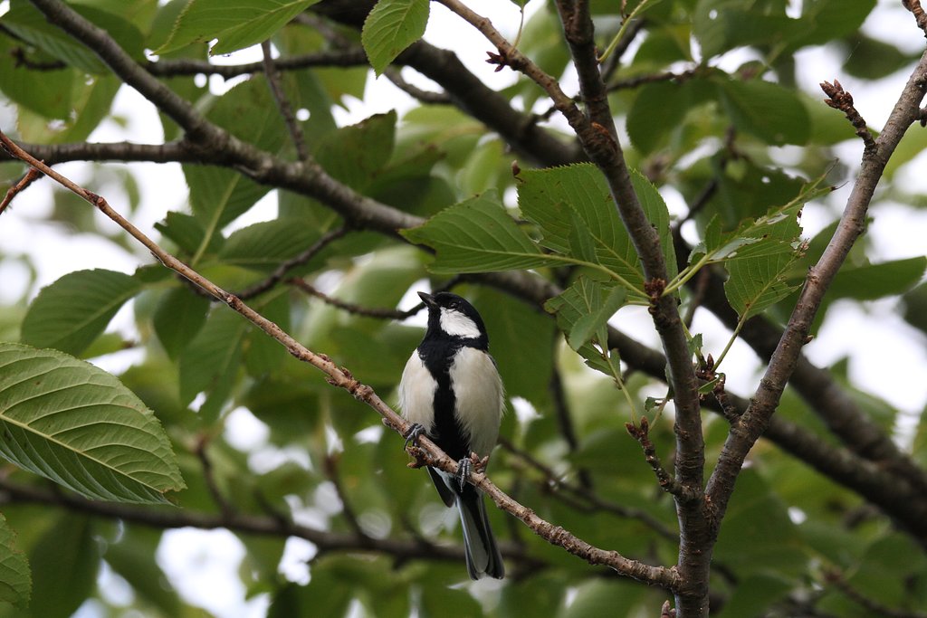 シジュウカラ