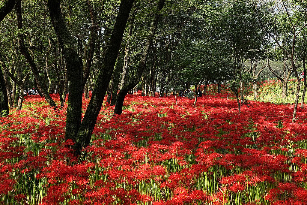 彼岸花
