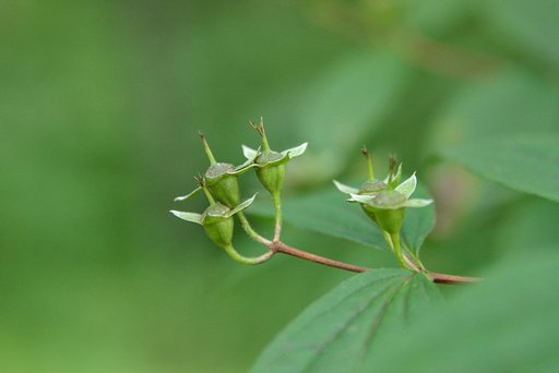 何の花？