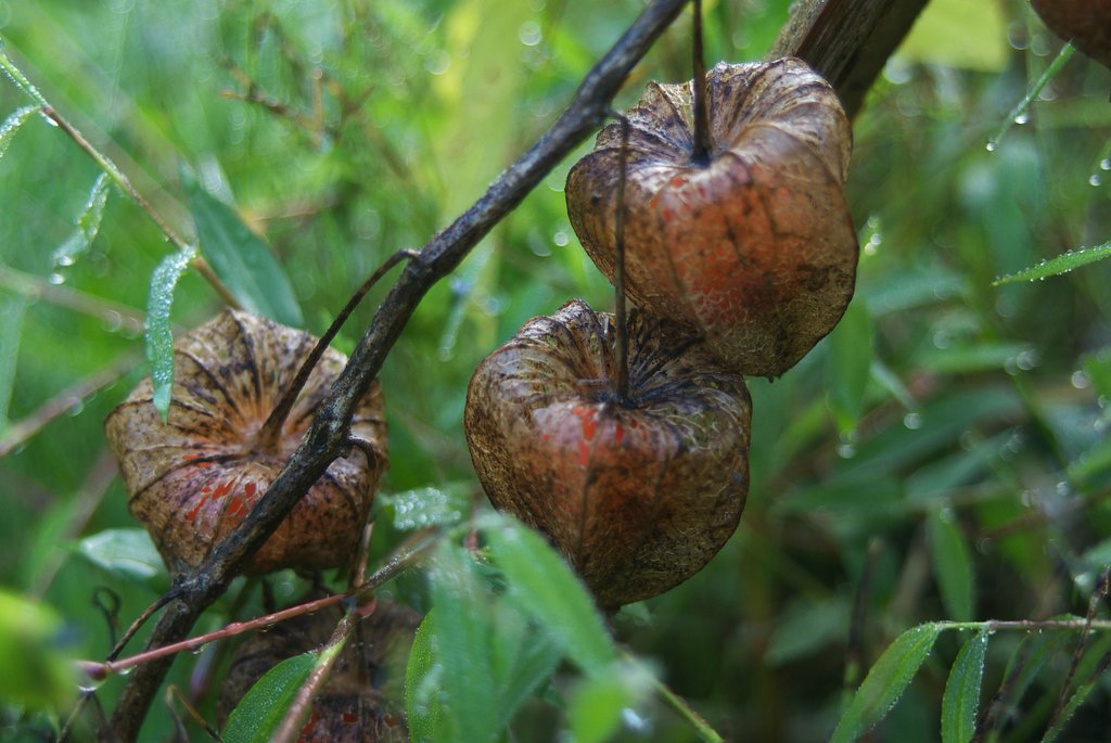 もうすぐ種に!
