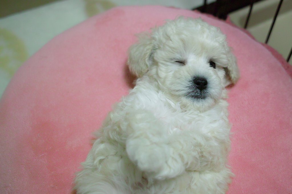 【写真しりとり】ちいさなわんこ→「こ」