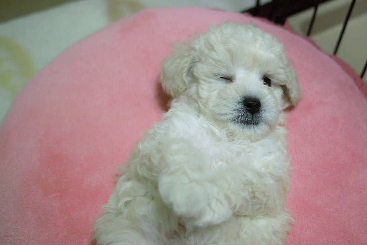 【写真しりとり】ちいさなわんこ→「こ」