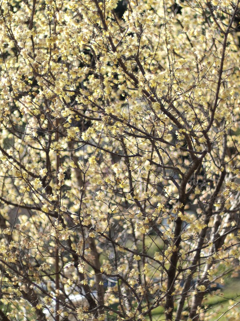 【花のある情景・冬】 冬の光を漉く