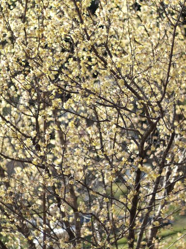【花のある情景・冬】 冬の光を漉く