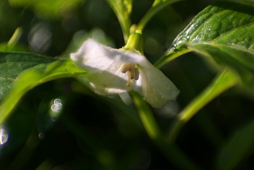 季節はずれのホオズキの花