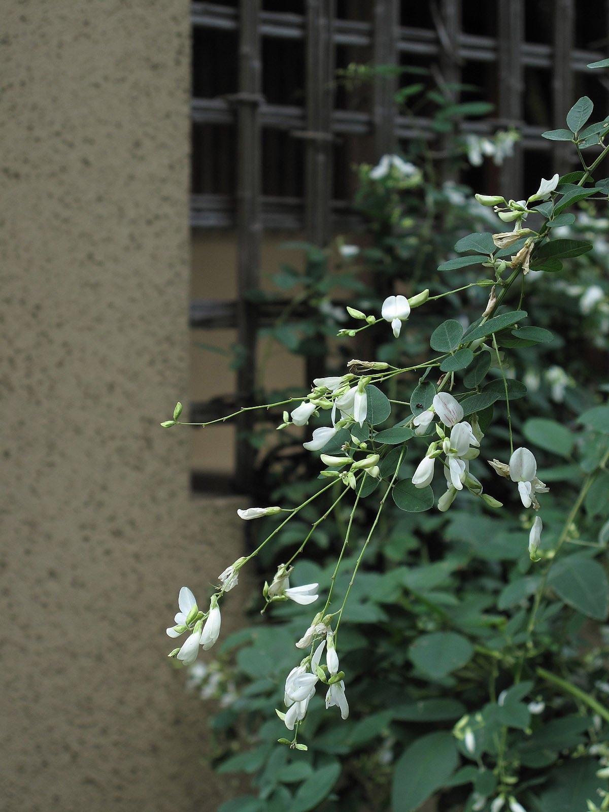 萩の花
