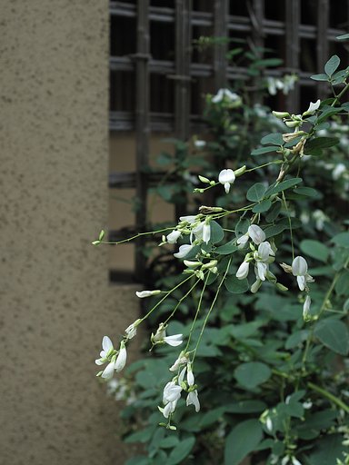 萩の花