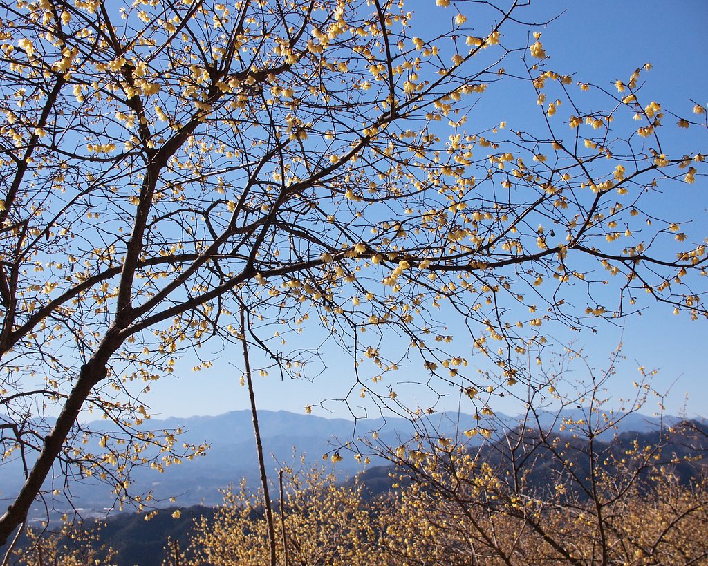 【花のある情景・冬】 蝋梅の咲く山