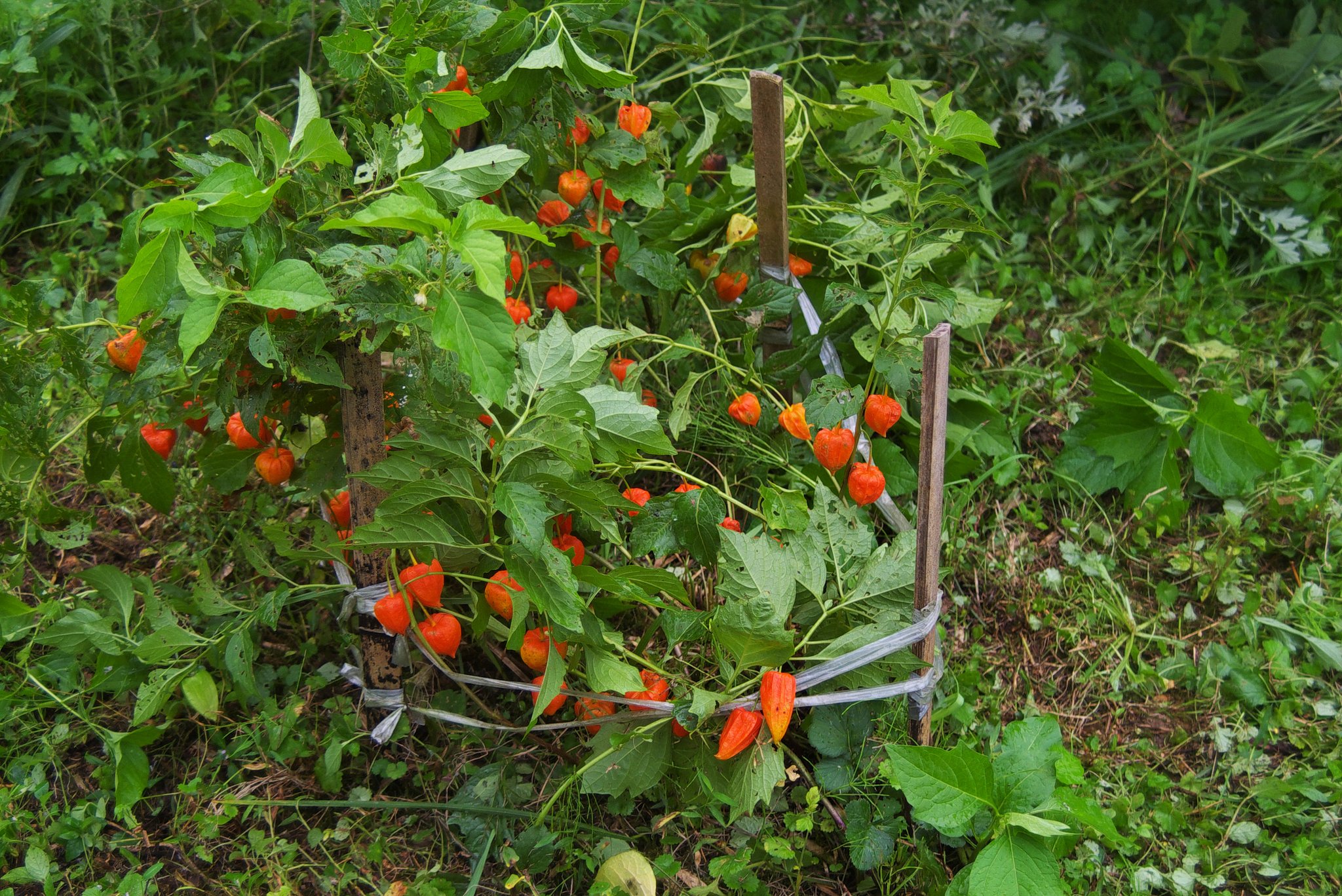ホオズキ周りの草取り