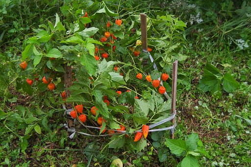 ホオズキ周りの草取り