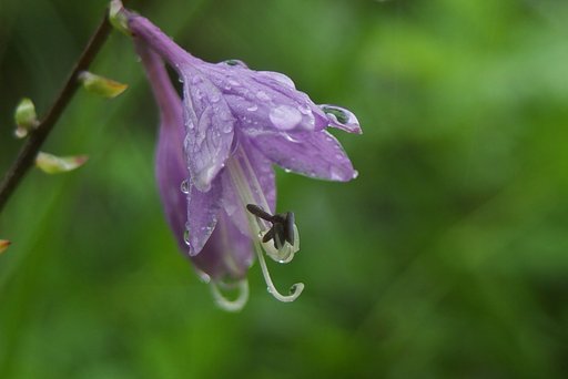 雨降りのギボウシ