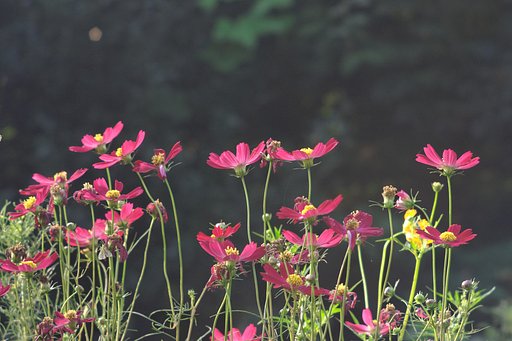 秋桜