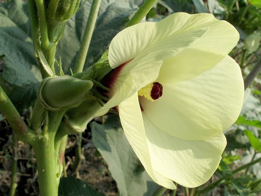 オクラの花