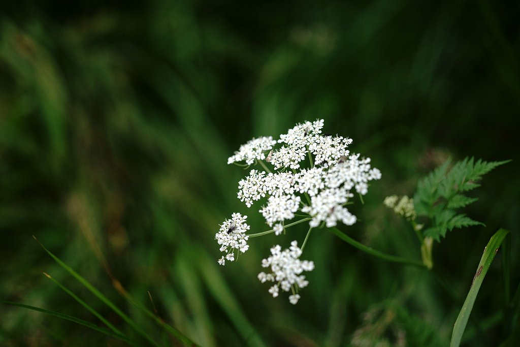 立山の花 #1