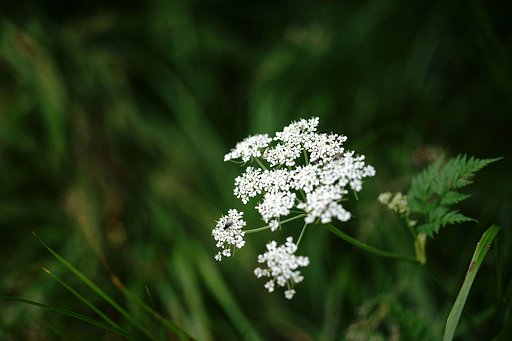 立山の花 #1