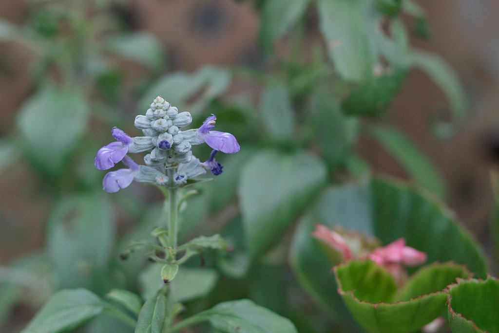 お花