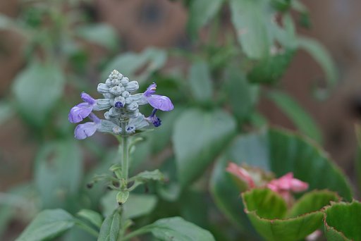 お花