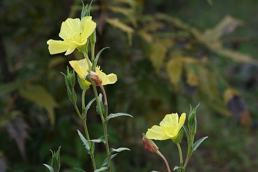 庭に咲いた花
