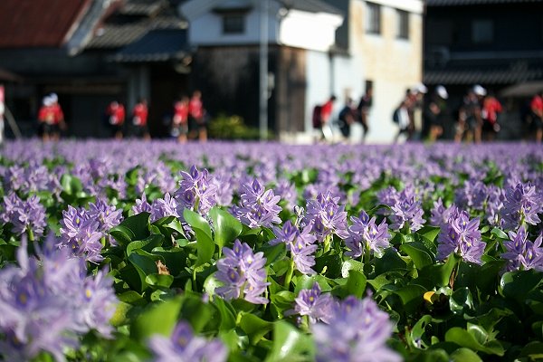 奈良　本薬師寺跡のホテイアオイ