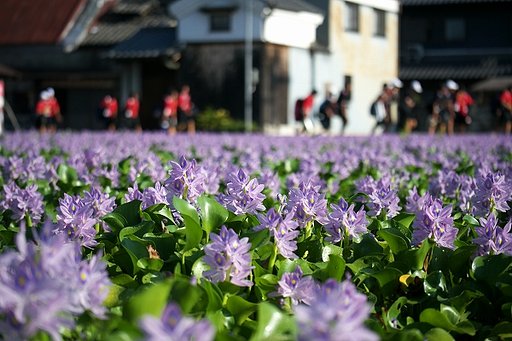 奈良　本薬師寺跡のホテイアオイ