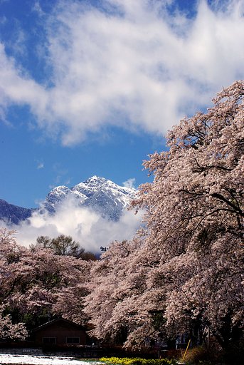 【花のある情景】真っ向勝負！