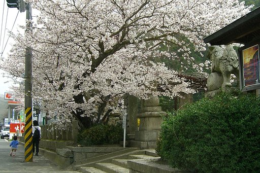 【花のある情景】親子