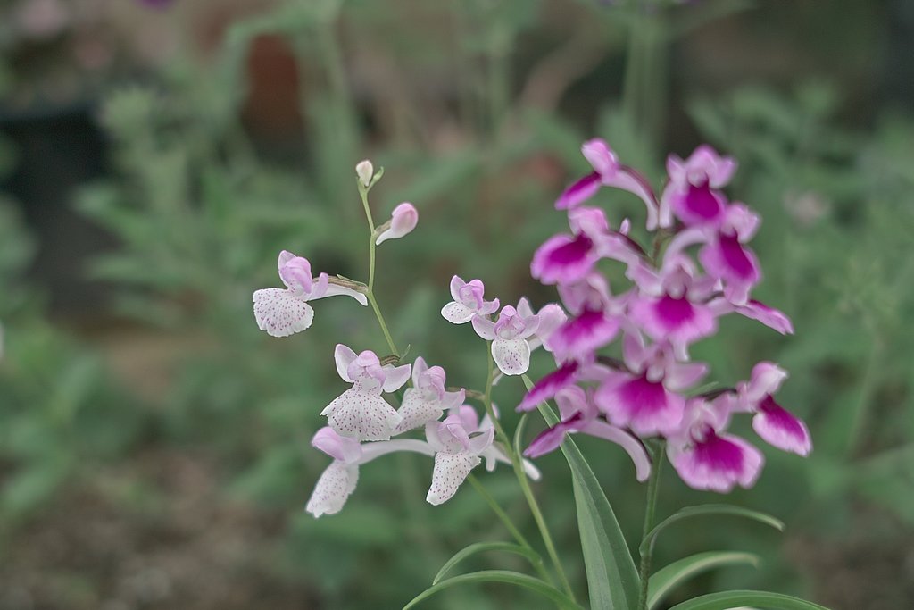【写真しりとり】羽蝶蘭の花→「な」