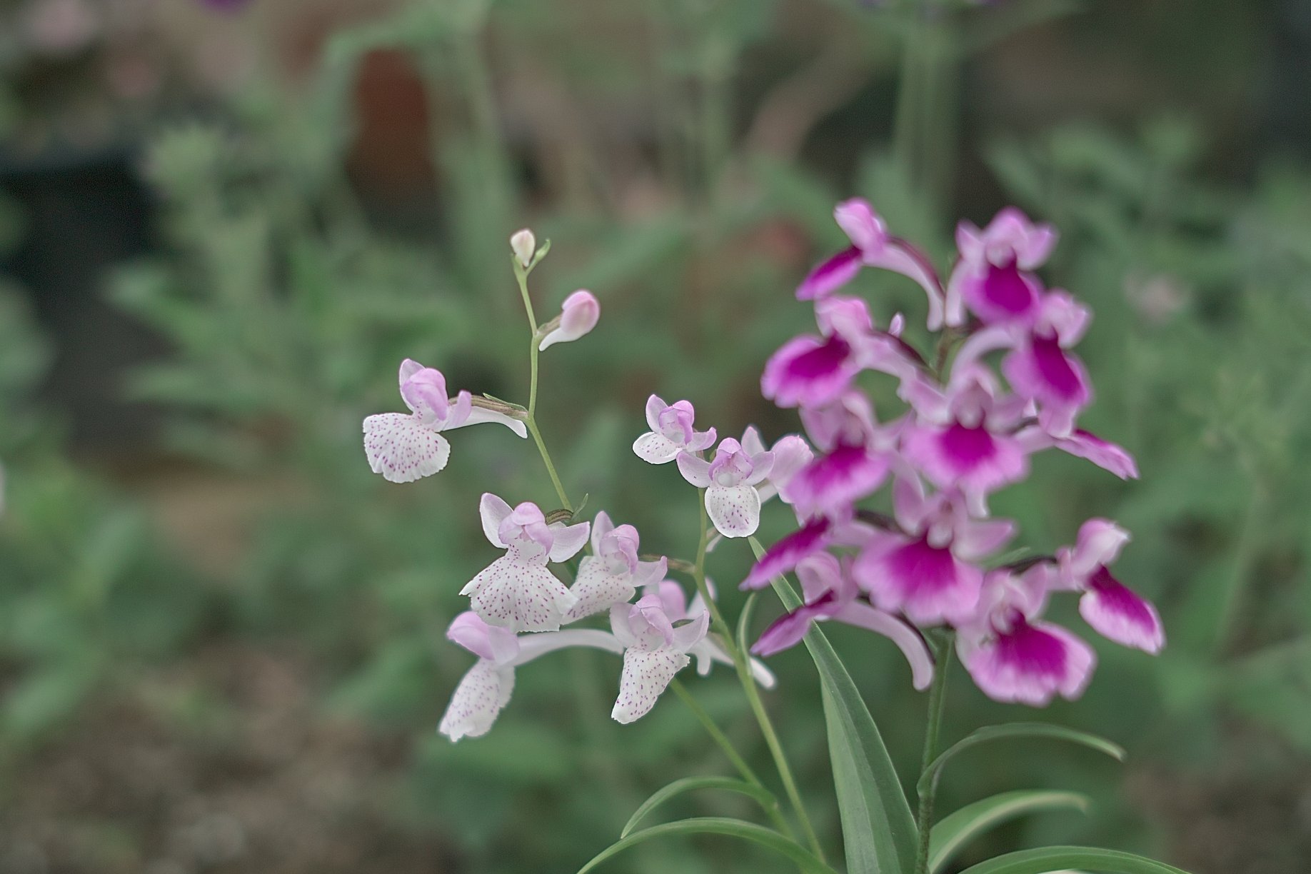 【写真しりとり】羽蝶蘭の花→「な」