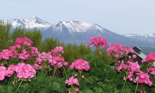 【花のある情景】残雪と共に【春】