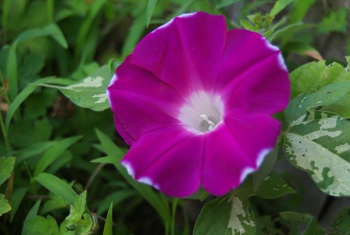 朝顔に似た雑草?