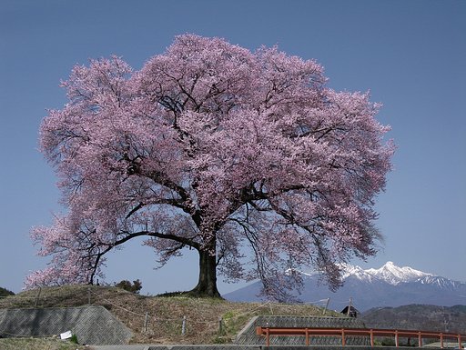 【花のある情景】わに塚さくら