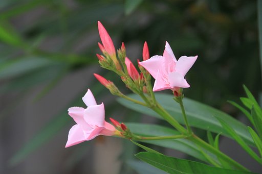 薄いピンクの夾竹桃