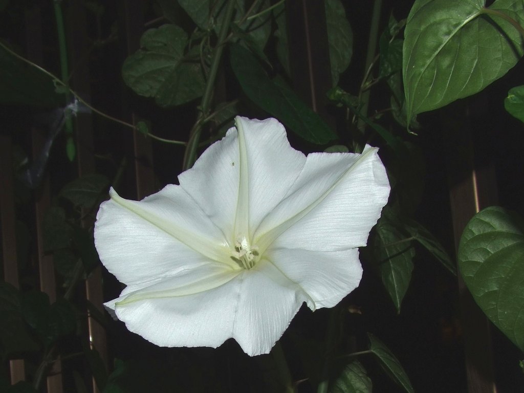 夏の夜⑤
