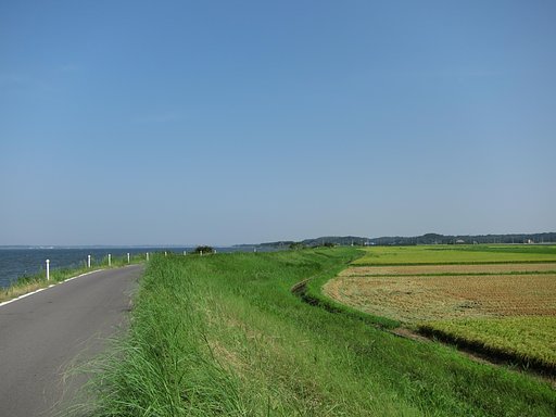 稲刈り・・・
