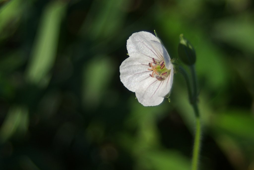ゲンノショウコ白花
