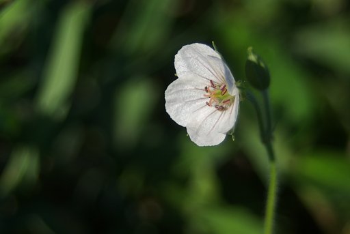 ゲンノショウコ白花
