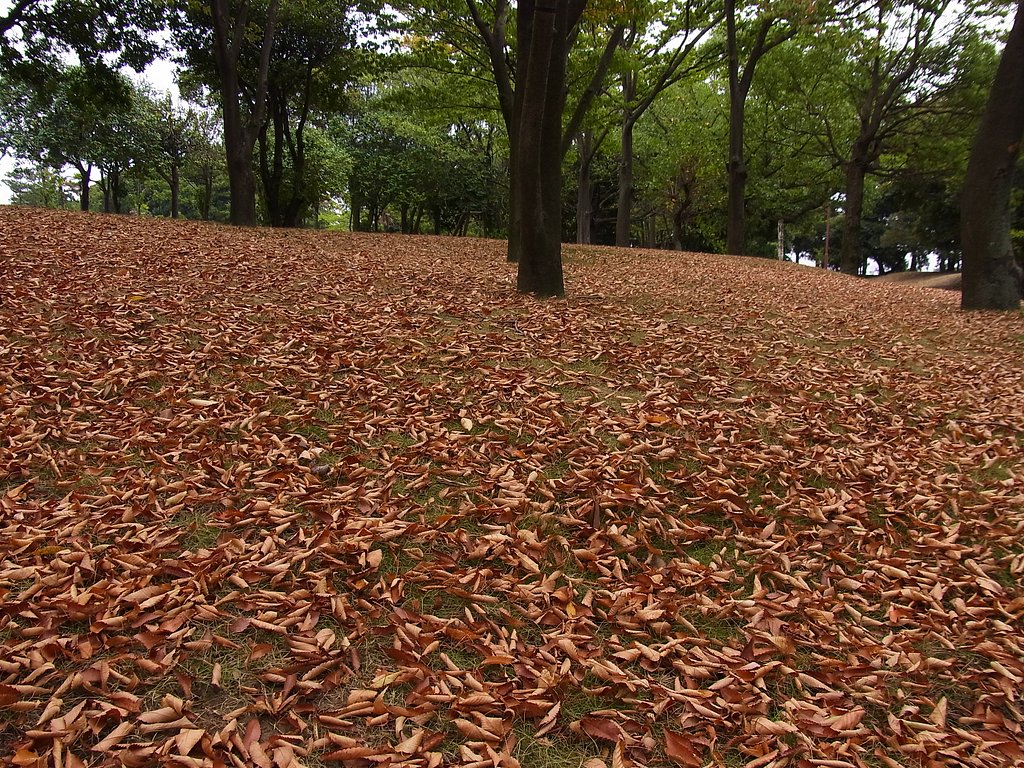 秋の気配
