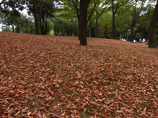 秋の気配