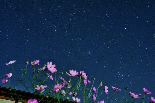 星空とコスモス