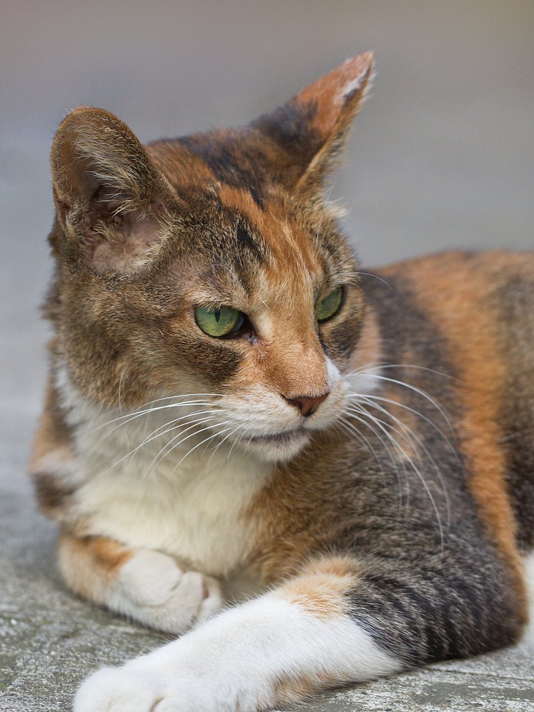 猫のポートレート