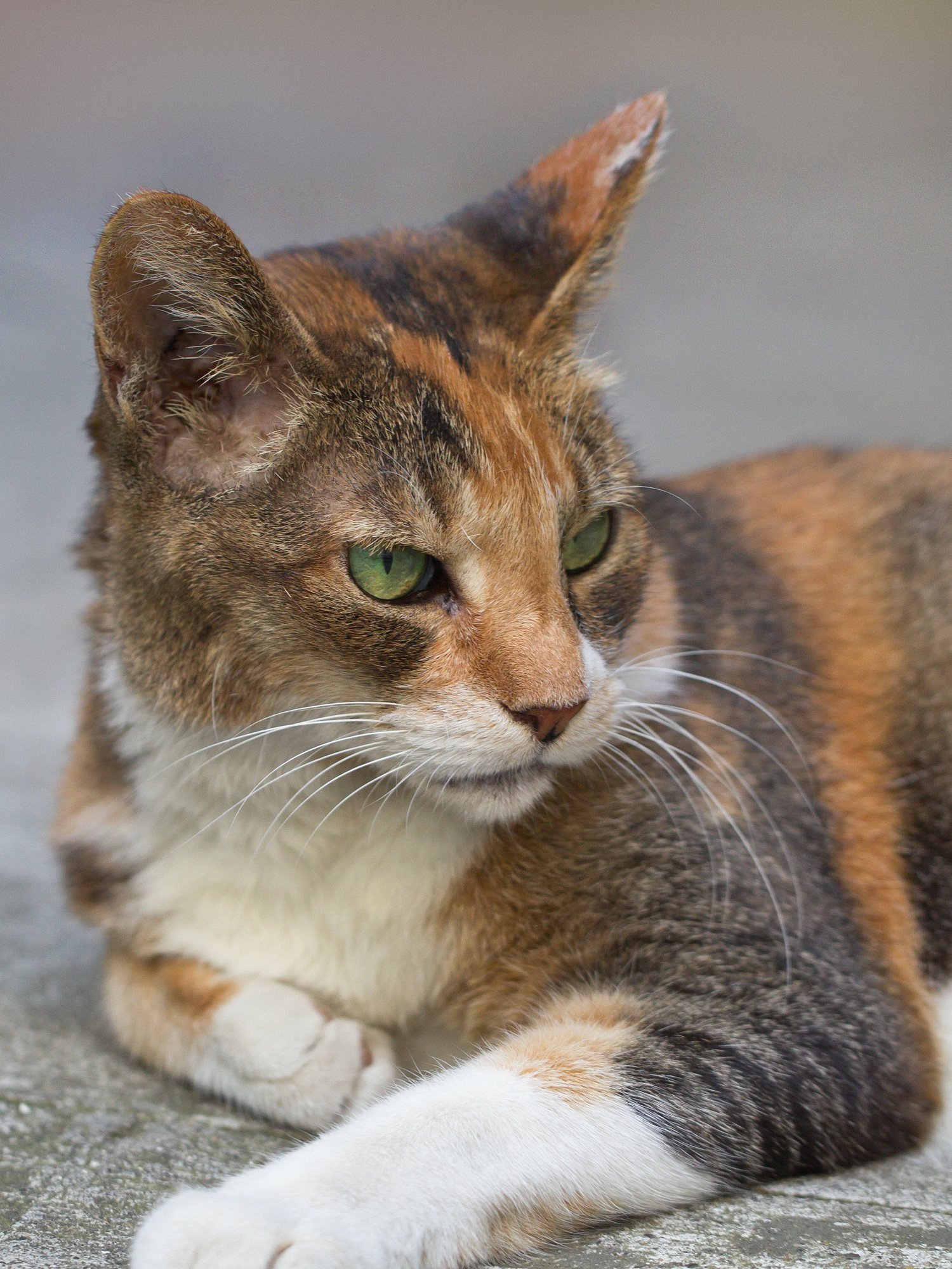 猫のポートレート