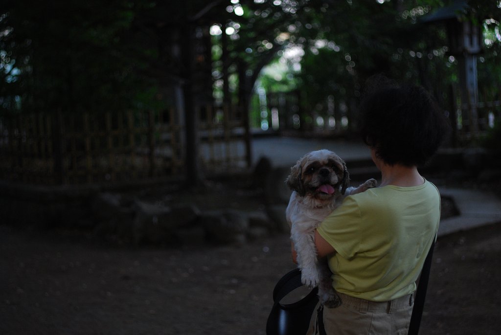 夕暮れの八幡様