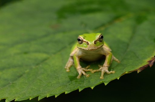 ちゃんと　かえる　のニャン