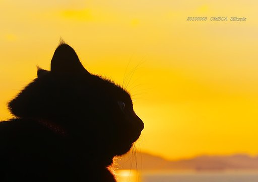 もえちゃん猫　０８・０３