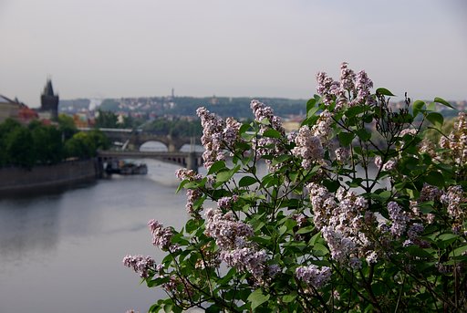 【花のある情景】 モルダウに薫る