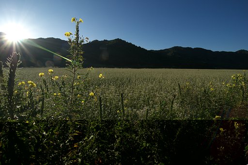 高原の朝