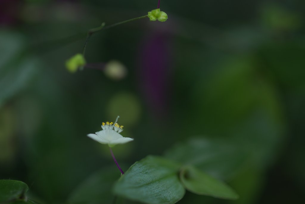 小さな花