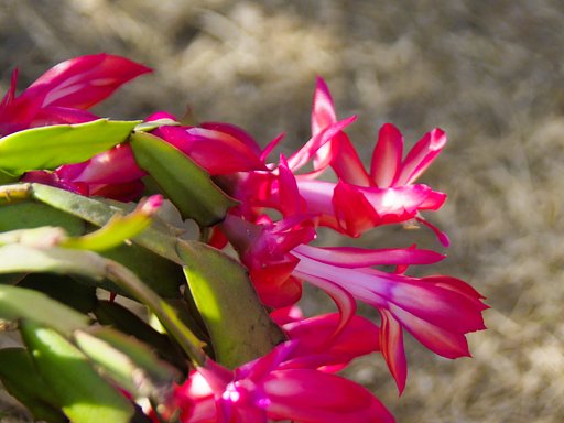 Tamron28-300mmF3.5-6.2;+Adapter